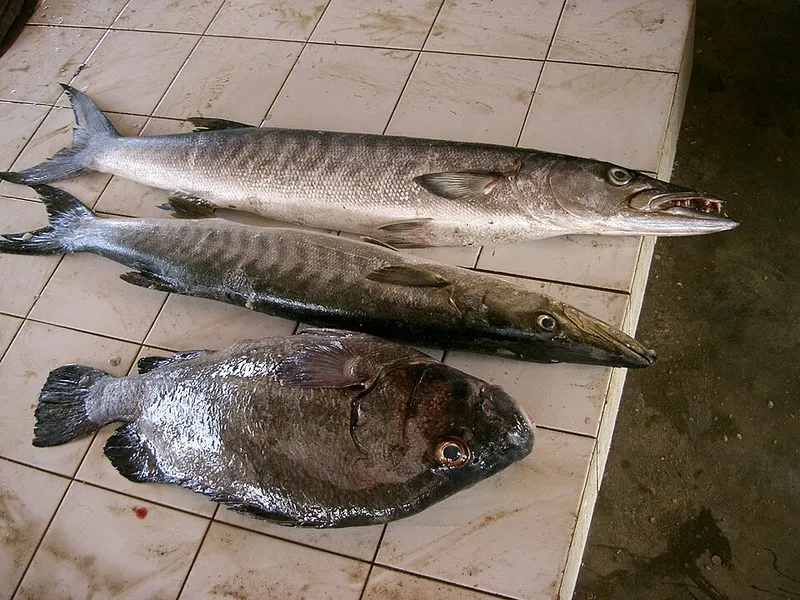 Poisson frais de mer